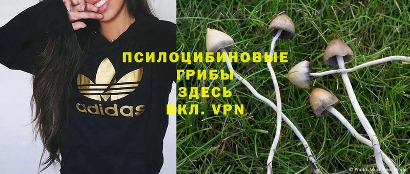 Галлюциногенные грибы Psilocybe  цена   Мытищи 